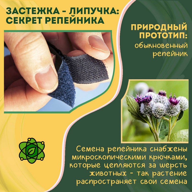 Учимся у природы